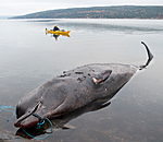 BB 09 0232 / Hyperoodon ampullatus / Nebbhval